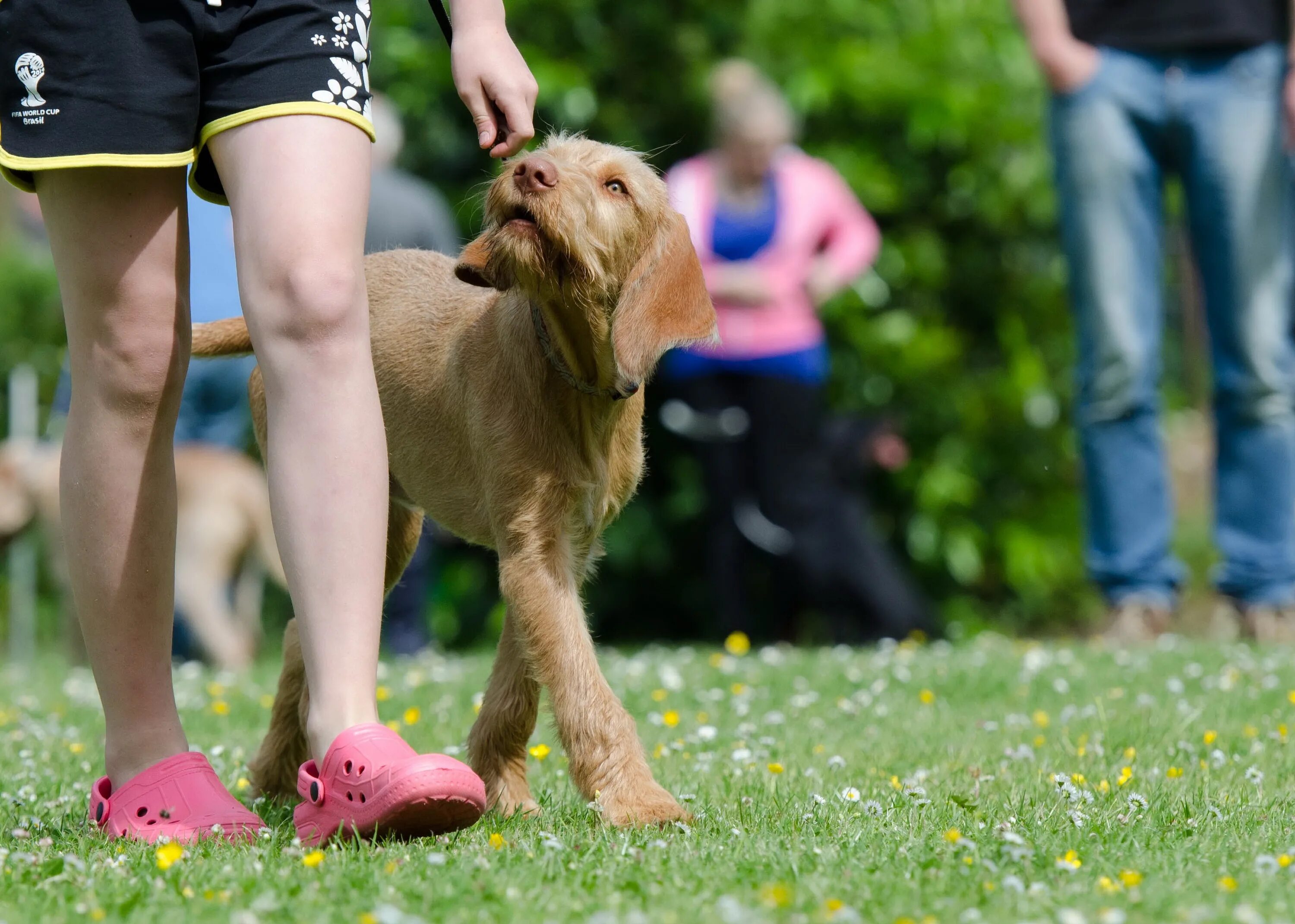 Dog school. Собака выполняет команды. Послушная собака. Тренинг для собак. Дрессировщик собак.