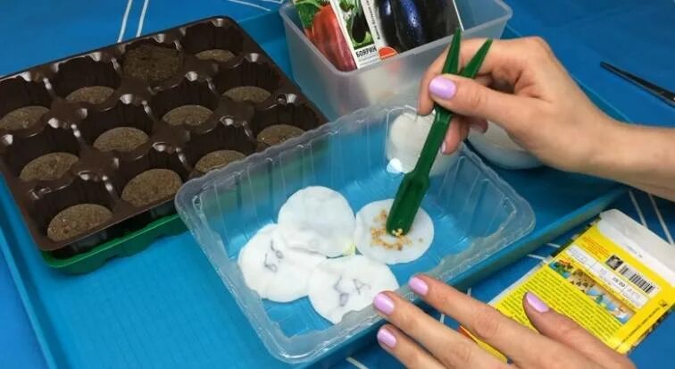 Замочить семена перца. Семена перца замачивание перед посадкой. Замачивание семян. Замачивать семена перца и томатов. Как замочить перец перед посадкой на рассаду.