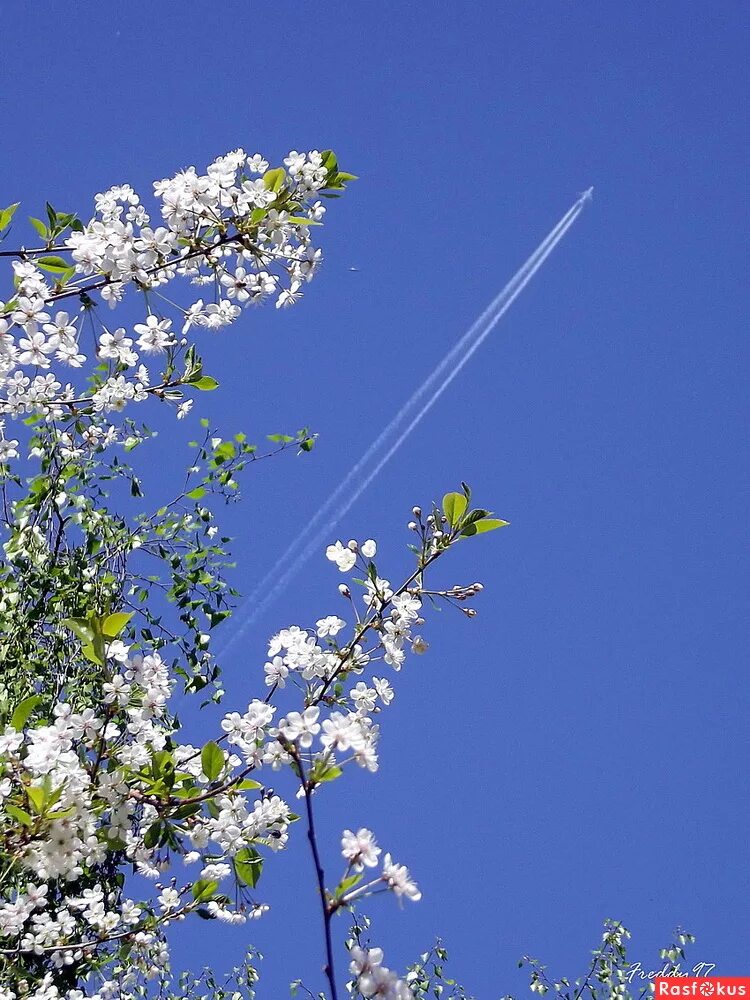 весенние облака. весеннее солнышко. по весеннему небу. весна вишня небо. голубое весеннее небо.