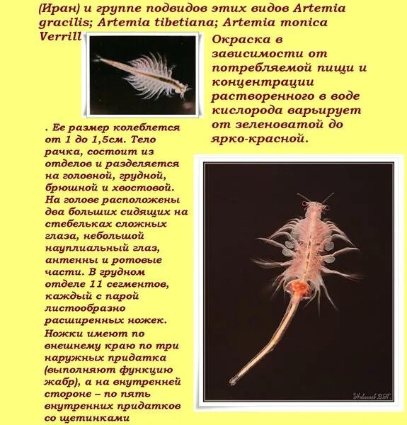 Артемия размер. Артемия салина строение. рачки артемии строение.