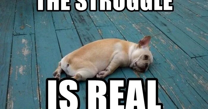 I am really in need a. Struggle is real. The struggle is real meme. Группа down Dog tired.