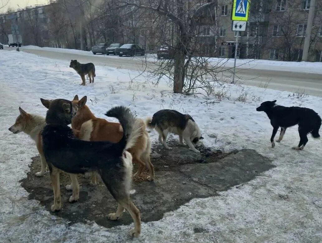 Стая собак Чурилово. Стая собак. Свора собак. Стая бездомных собак.