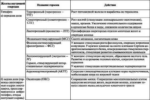 Гормоны эндокринных желез функции