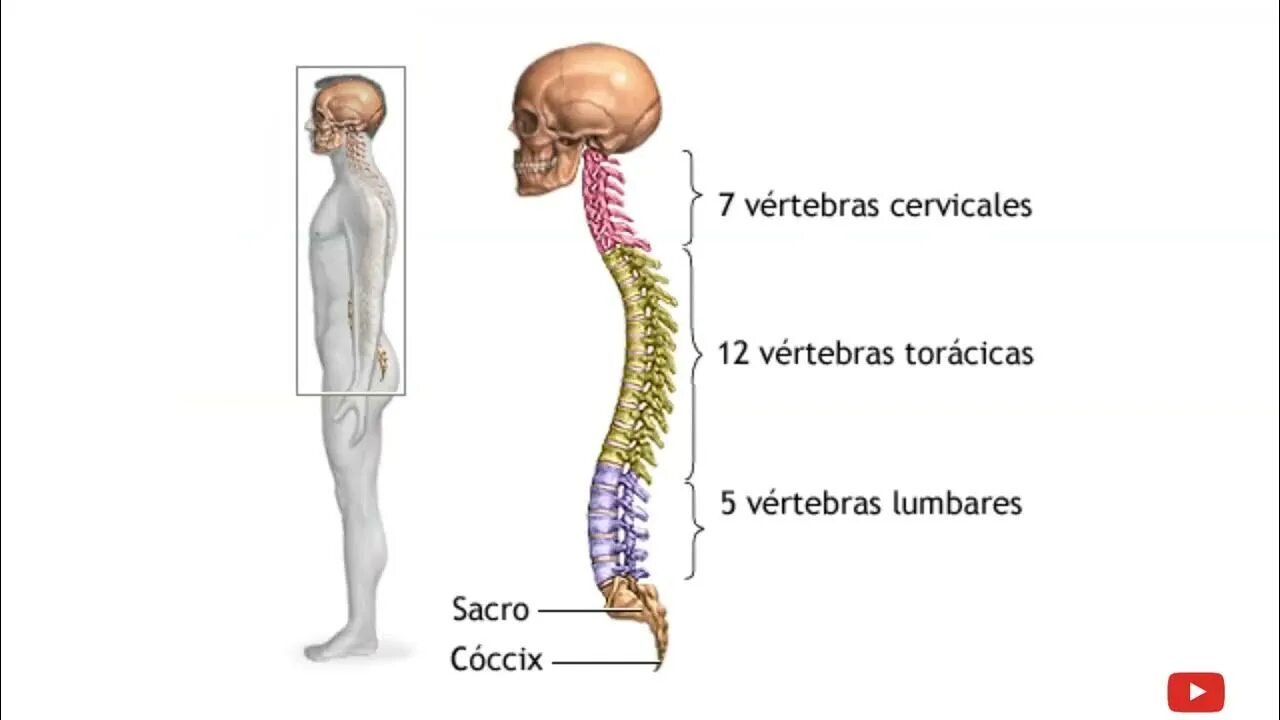 Позвоночник человека. Позвоночник анатомия. Шейный и поясничный отдел позвоночника. Шейный грудной и поясничный позвонки. Сколько позвонков содержит позвоночник