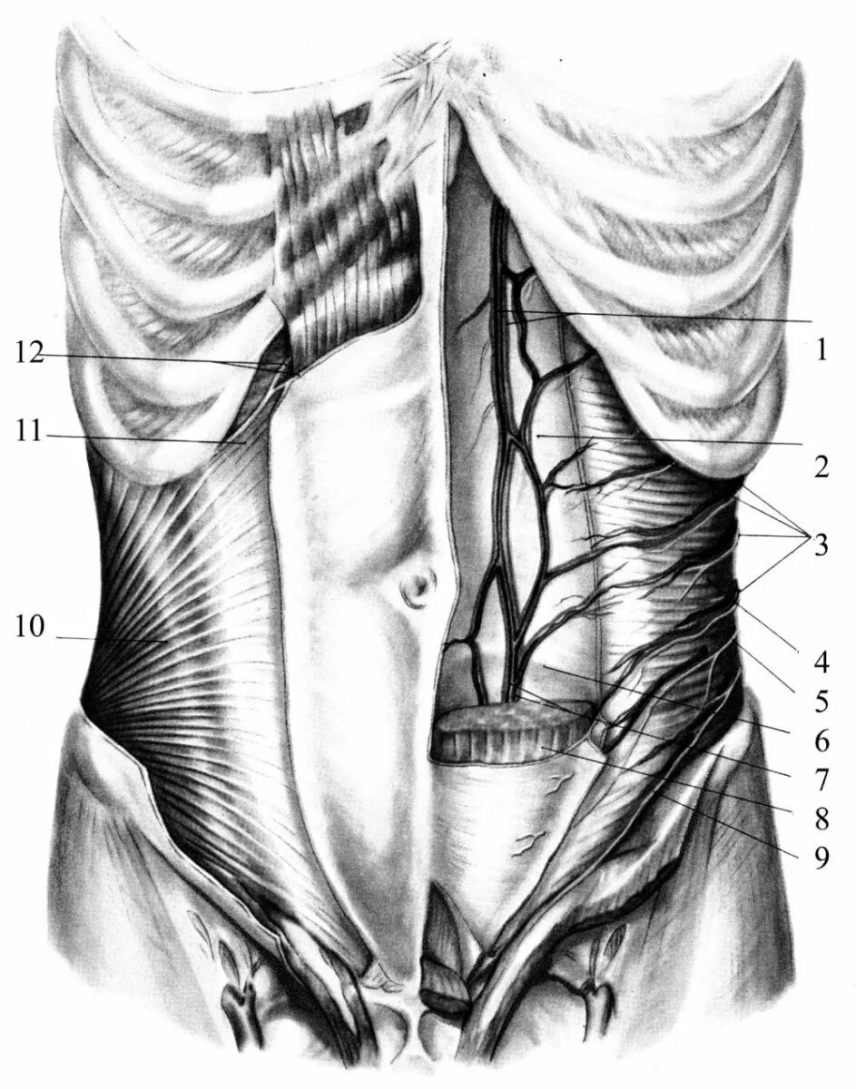 Брюшная область живота. Топография брюшной стенки. Переднебоковая стенка живота мышцы. Мышцы брюшной стенки топографическая анатомия. Топографическая анатомия передней брюшной стенки.
