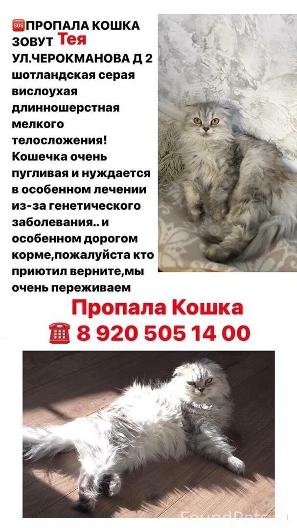 Потерялся котенок как найти на улице