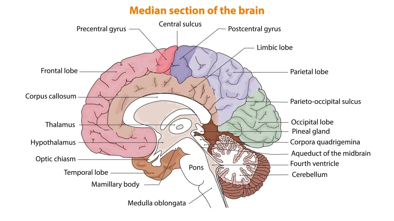 Brain name. Мозг анатомия. Анатомия мозга человека в картинках. Расположение мозга в черепе человека. Мозг человека рисунок анатомия.