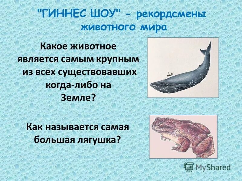 Белый дымчатый леопард. Слорн. Дымчатый леопард. Синий кит ареал. Голубой кит balaenoptera musculus.