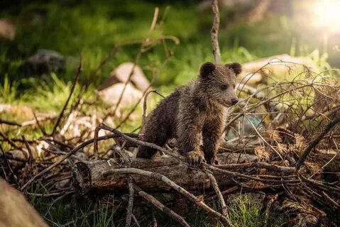 Little baby bear
