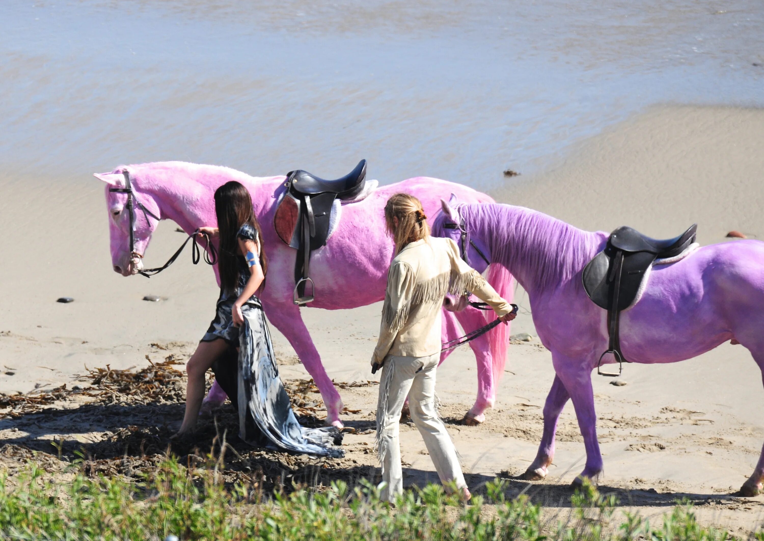 Пинк Хорс. Снимки. Розовые, лошади!. Pink Horse Белгород. Розовая лошадь Белгород. Розовые кони видео