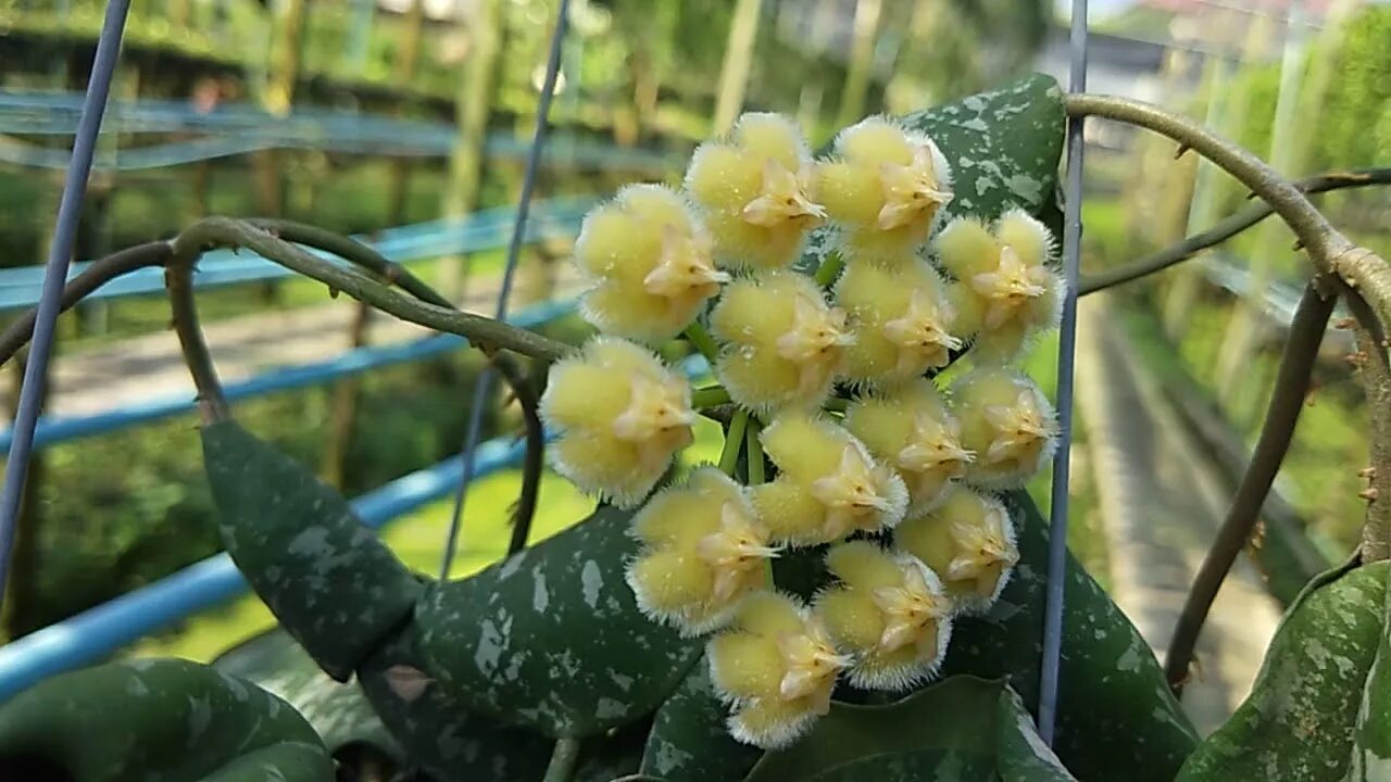 Хойя эритрина. Хойя имбриката. хойя имбриката (hoya imbricata. хойя imbricata maxima.