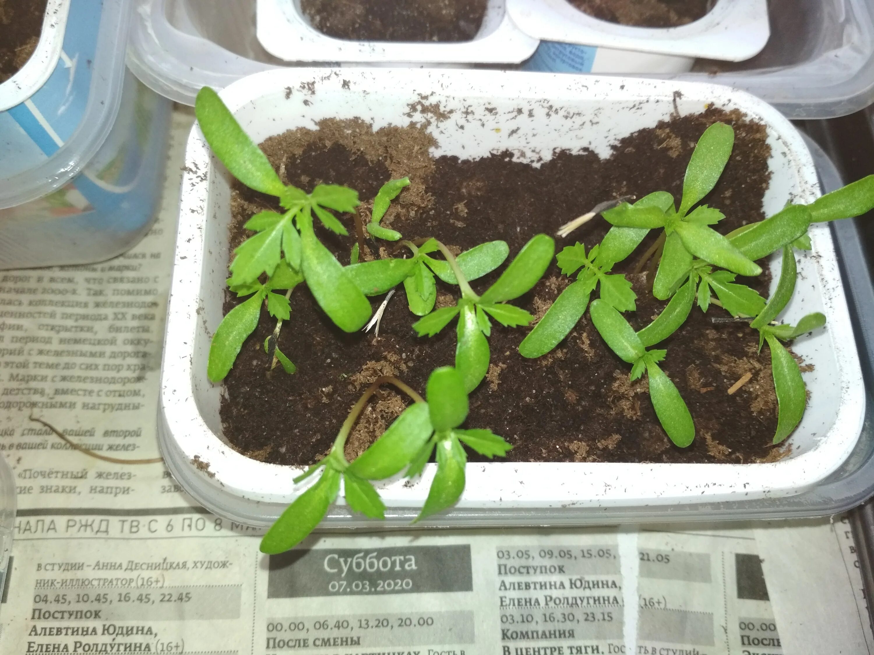 Всходы дельфиниума многолетнего. Когда сажать дельфиниум на рассаду. Дельфиниум многолетний новозеландский. Дельфиниум рассада. Когда сажать дельфиниум на рассаду.