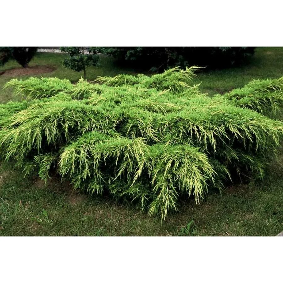 можжевельник птицецериана ауреа. можжевельник фиджириано ауреа. можжевельник средний пфитцериана. можжевельник пфитцериана. можжевельник средний пфитцериана ауреа.