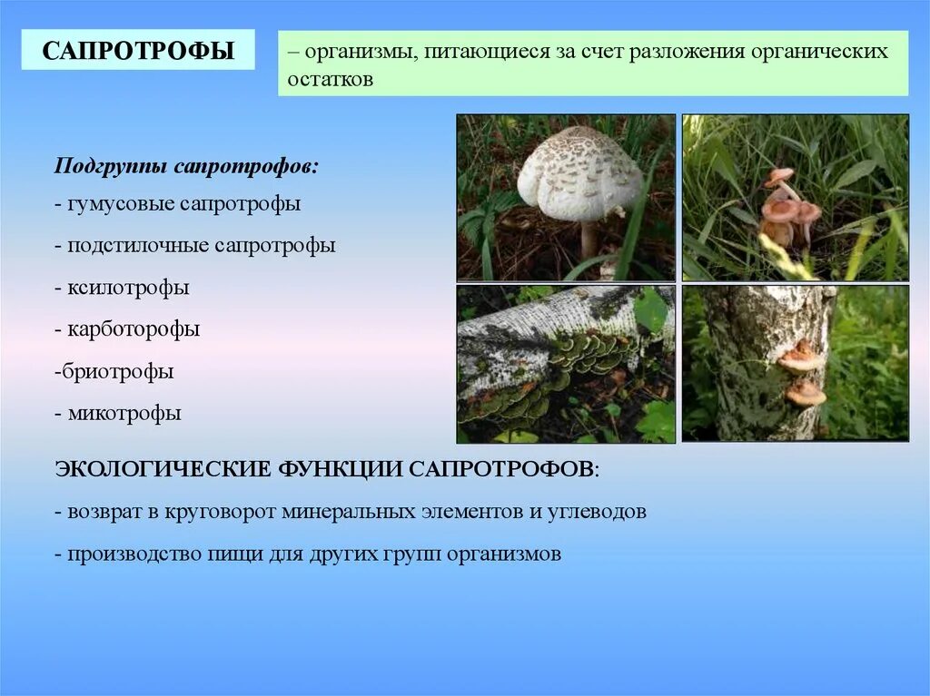 Сапротрофы. Грибы сапротрофы. Представители грибов сапротрофов. Организмы сапротрофы. Грибы сапротрофы это