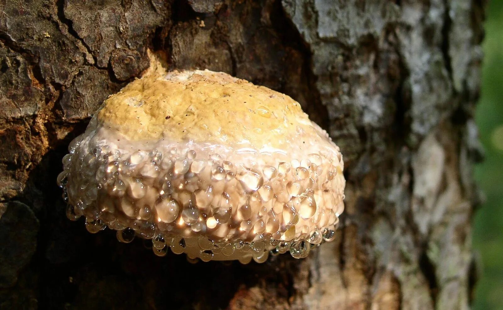 Гриб со. Трутовик окаймленный fomitopsis pinicola. опенок древесинный (kuehneromyces lignicola). грибы со слизью. древесный прозрачный гриб.