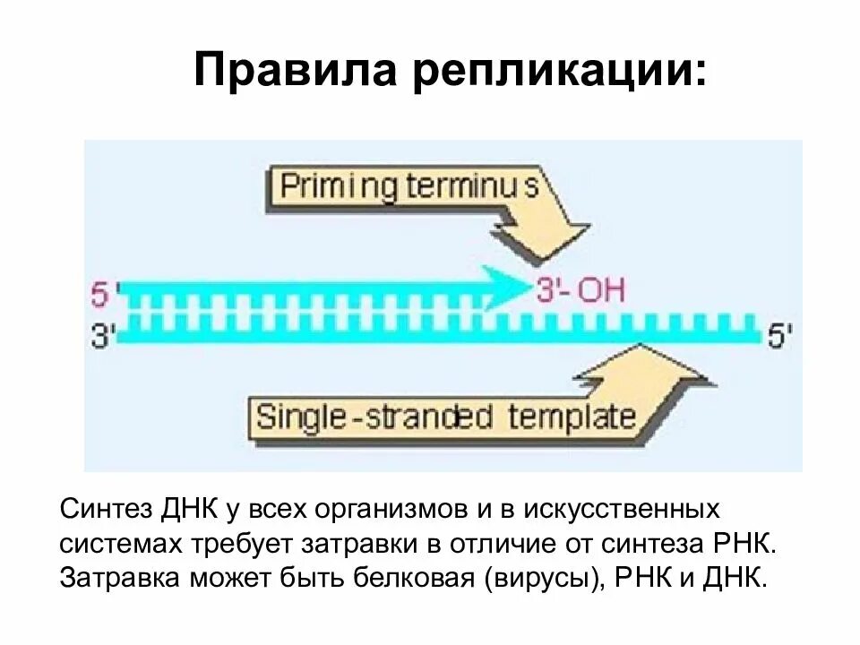 Синтез ДНК. Репликация затравка. Затравка ДНК это.