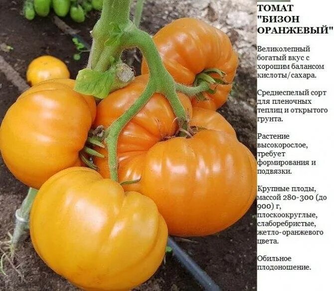 Томат безголовый. Томат бизон оранжевый. бизон оранжевый вкуснотека. томат джамбо джим. томат бизон желтый.