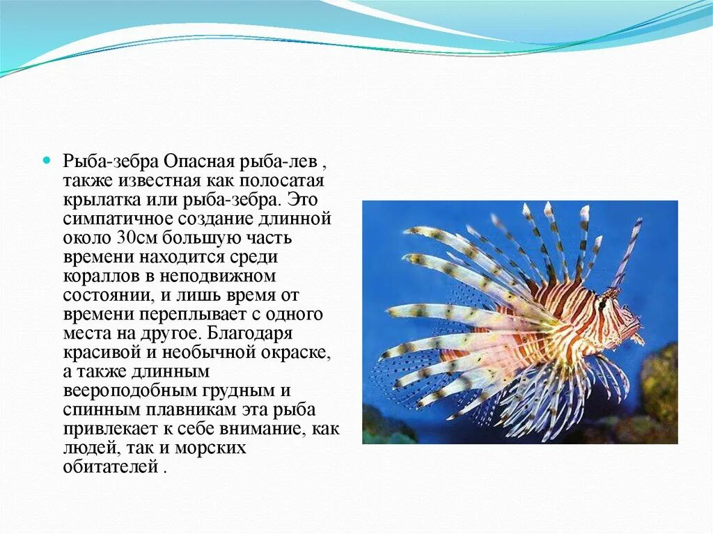 Рыба лев фото и описание