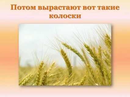 Как люди вырастили хлеб колоски