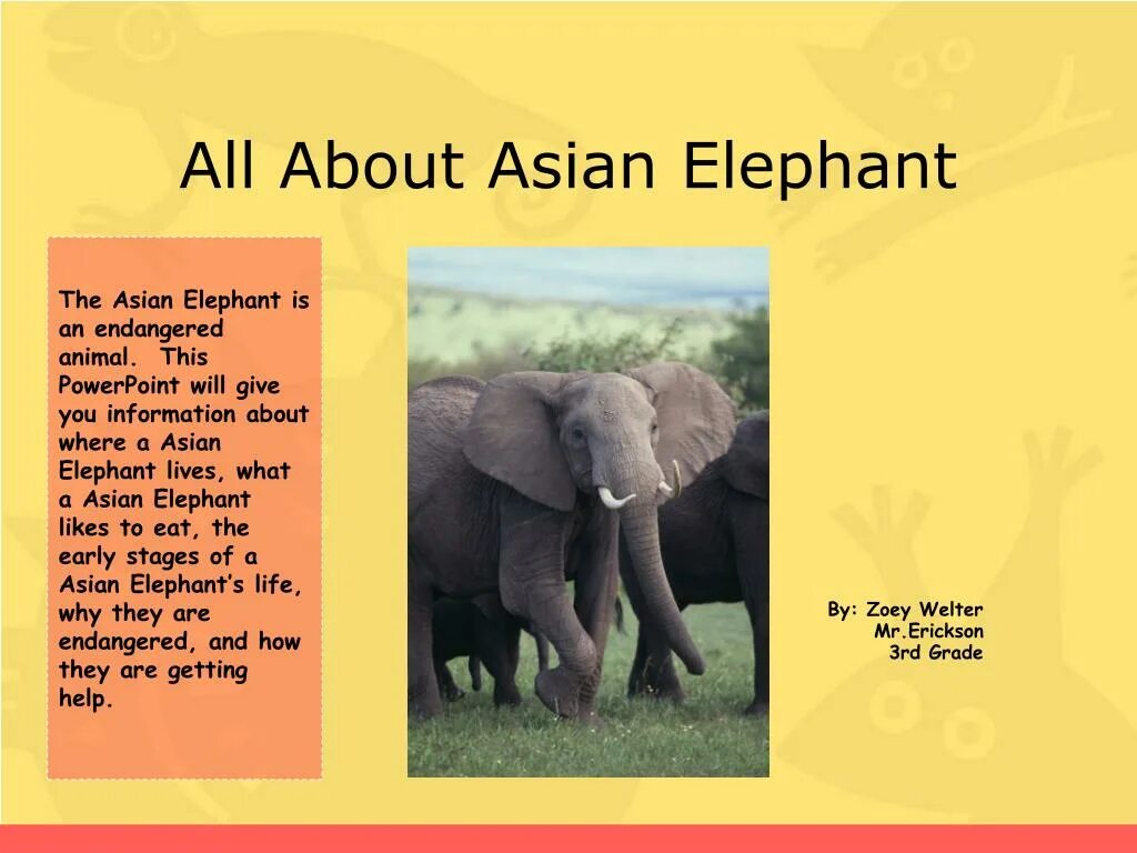 Choose the answer the elephant is