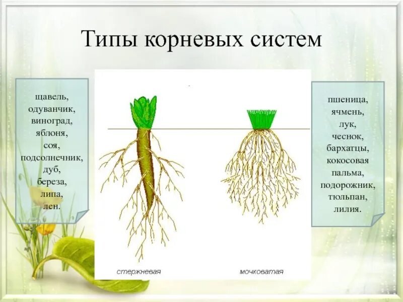 Тип корневой системы у лилейных. Типы корневых систем. корневые системы цветковых растений. строение корневой системы. тип корневой системы одуванчика.