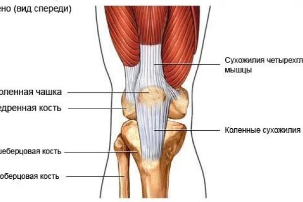 Боли в мышцах коленного сустава. Тендинит четырехглавой мышцы коленного сустава. Сухожилие четырехглавой мышцы ноги. Связка четырехглавой мышцы. Сухожилие четырехглавой мышцы бедра.