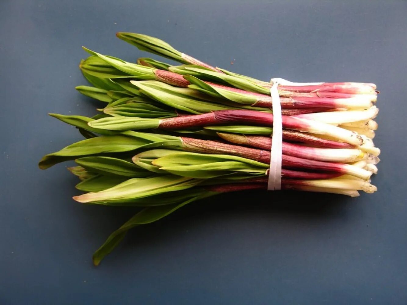 Черемша. Черемша кавказская. Дикий чеснок черемша. Черемша. Черемша дальневосточная.