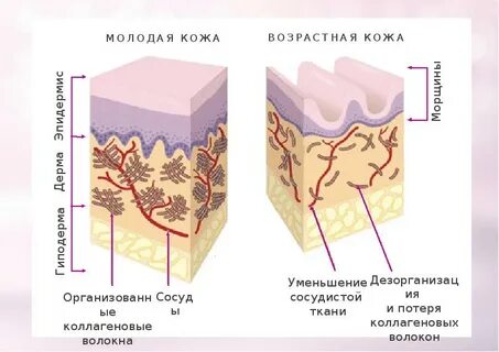 Коллагеновые волокна в костной ткани
