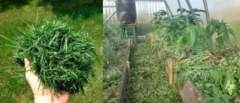 Можно ли мульчировать скошенной травой