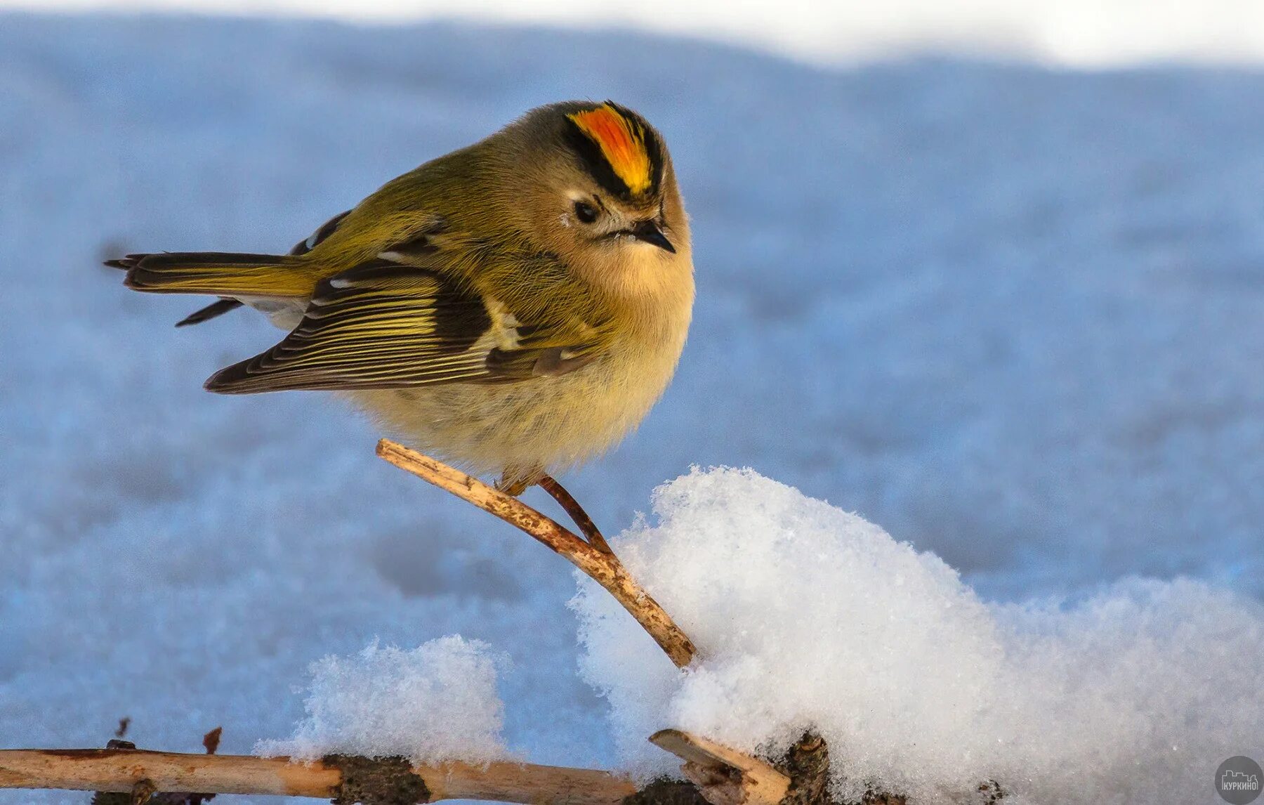 желтоголовый королёк (regulus regulus). самая маленькая зимующая птица. самая маленькая зимующая птица. самая маленькая зимующая птица. синичка московка.