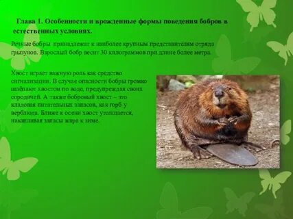 Продолжительность жизни бобра