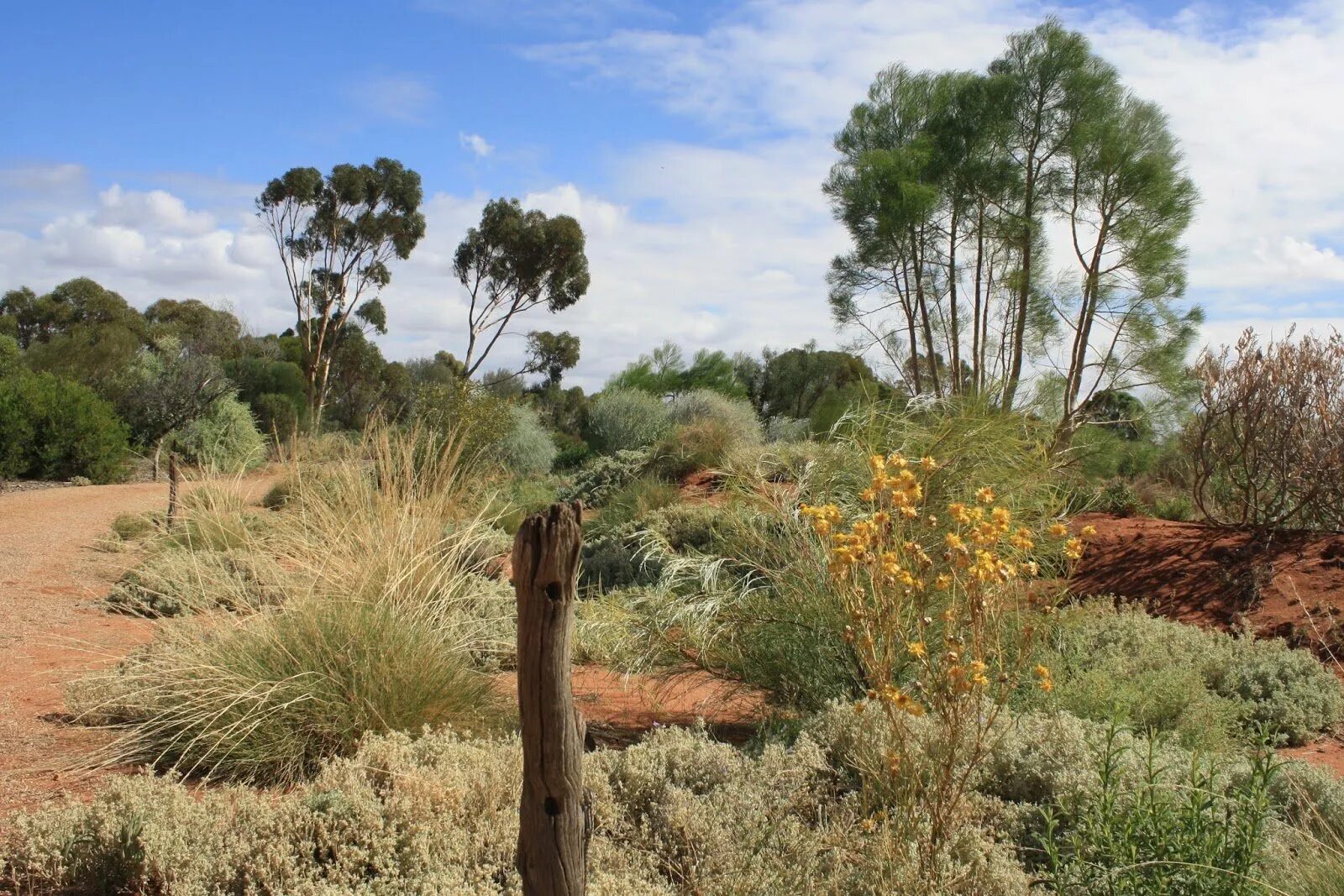 Растительный мир саванны и редколесья в Австралии. Эвкалиптовое Редколесье Австралия. Растения саванн и редколесий южной америки