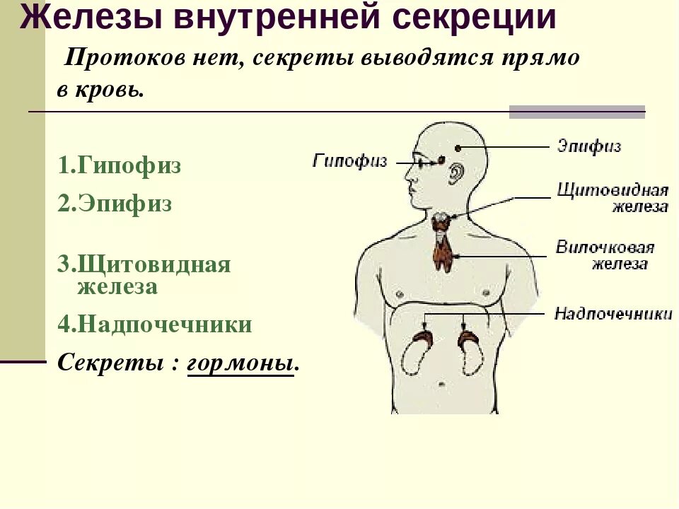 Функции эндокринная система железы внутренней секреции. .Система желез внутренней секреции. Функции. Железы внутренней секреции 8 класс биология. Схема функций желез внутренней секреции.