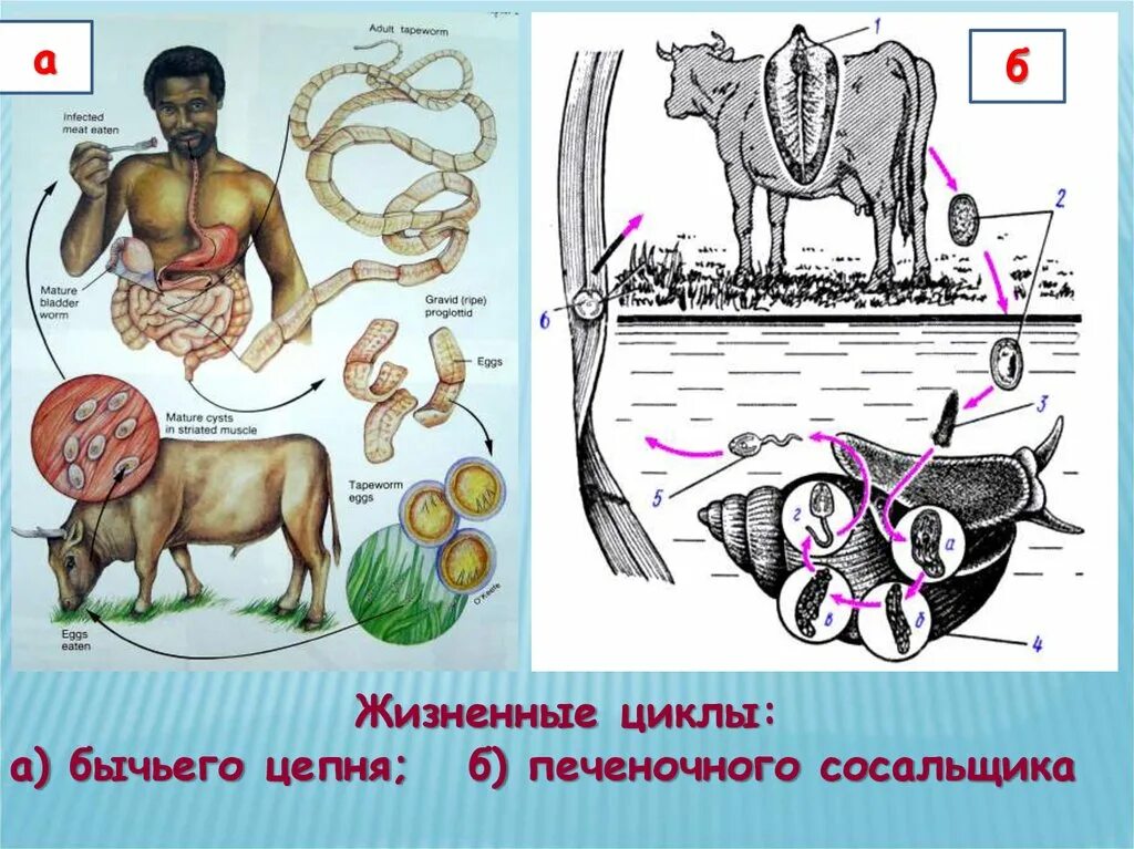 Жизненный цикл бычьего цепня начиная с яиц