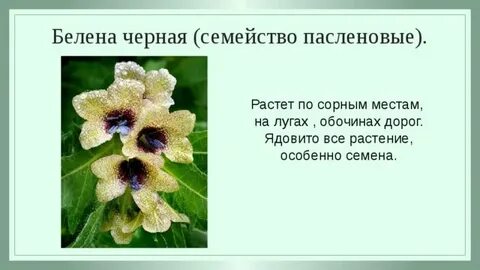 Как пишется белены