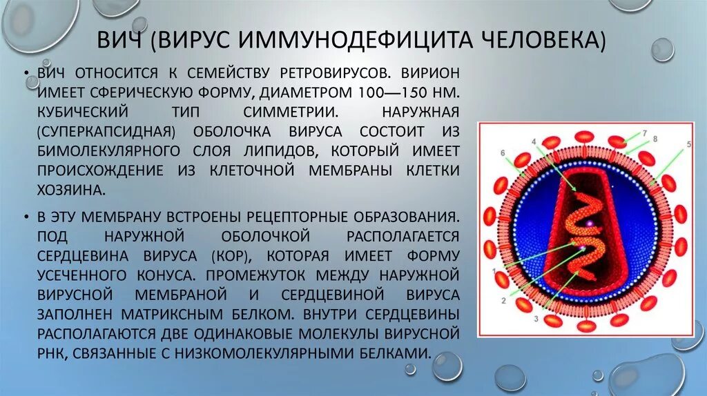 Спид вызван вирусом. Вирус СПИДА. Вирус иммунодефицита. Вирус иммунодефицита человека (СПИД). Вирус ВИЧ.