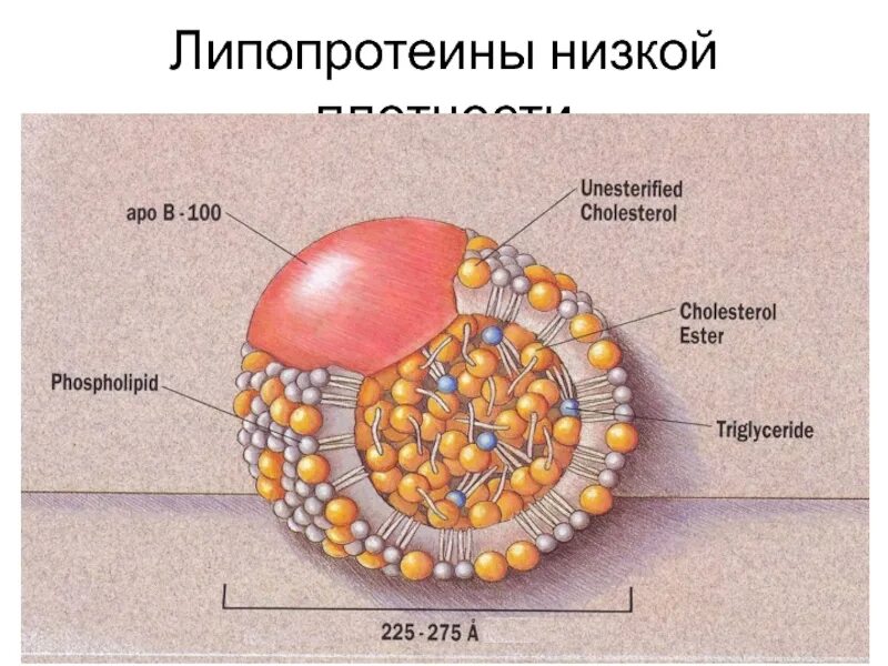 Липопротеиды низкой плотности понижены. Строение липопротеинов плазмы крови. строение липопротеинов низкой плотности. общее строение липопротеинов. лпнп структура.