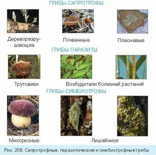 Выберите из списка грибы паразиты. Паразитические и сапротрофные грибы. грибы сапротрофы. примеры грибов симбиотрофов. трофические группы грибов.
