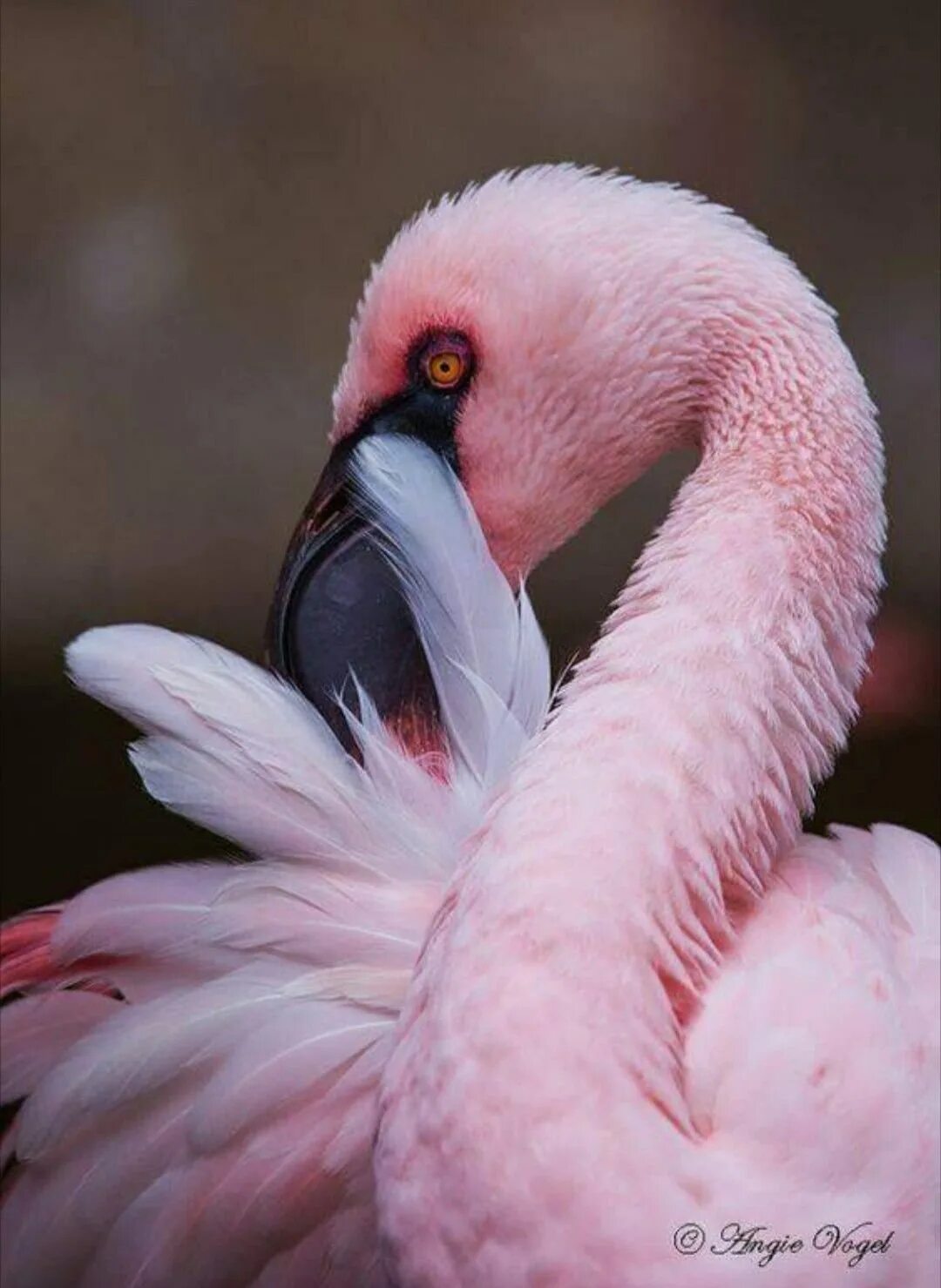 Почему розовый назвали розовым. Розовый Фламинго птица. Окрас Фламинго. Фоамрнго.