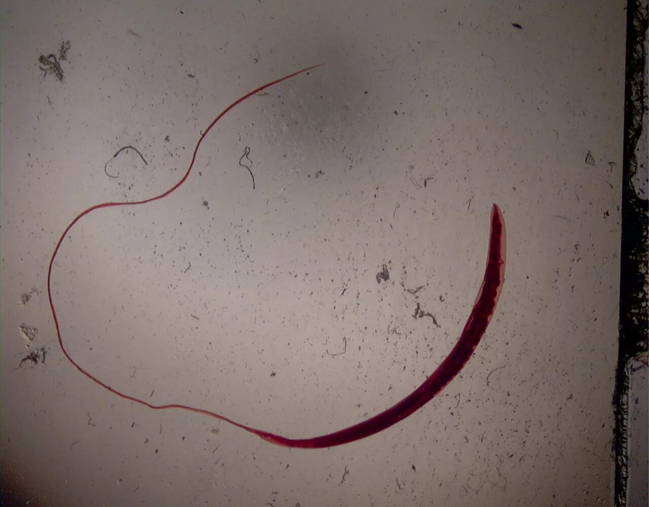 Власоглав trichocephalus trichiurus. Острицы у животных. Круглые черви паразиты власоглав. Острицы у животных. Острицы у животных.