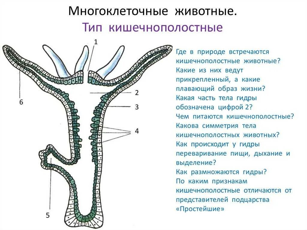 Система тела кишечнополостных