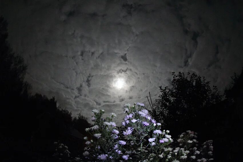 Free Images : flower, darkness, light, petal, plant, leaf, lighting, computer wa