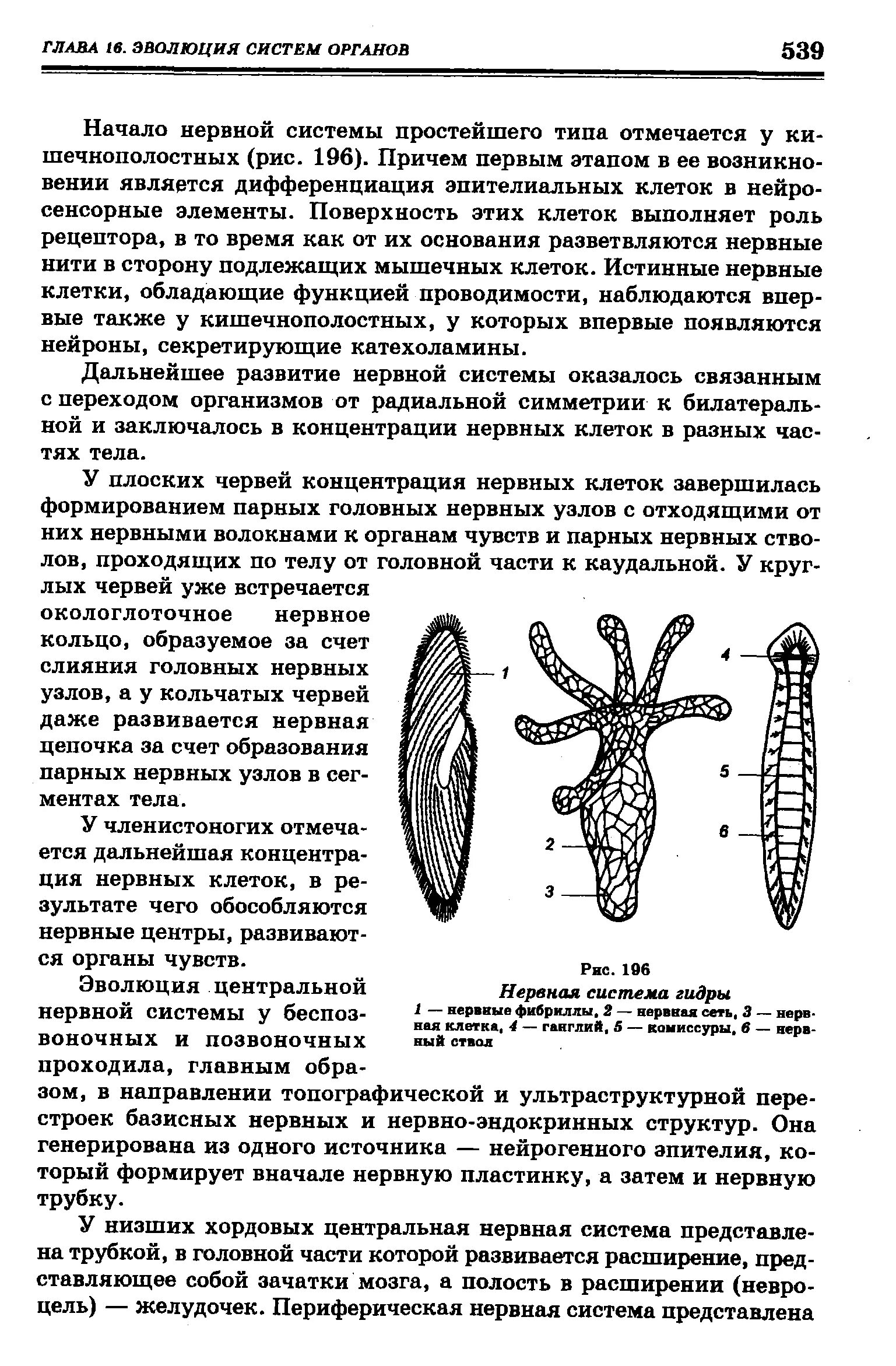 Сетчатая нервная система гидры. Тип нервной системы гидры. Гидра нервная система Эволюция. Строение нервной системы гидры. Радиальная симметрия диффузная нервная система анаэробное