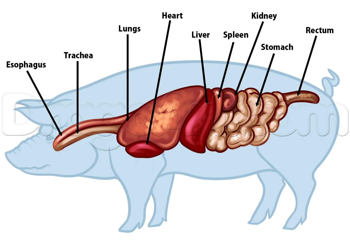 Селезенка кота. Пищеварительная система свиньи анатомия. Строение пищеварительной системы свиньи. Схема пищеварительной системы свиньи. Строение свиньи анатомия.