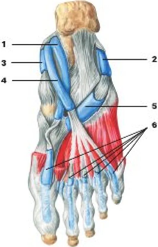 Длинный сгибатель стопы. Синовиальное влагалище разгибателей стопы. Синовиальное влагалище длинного сгибателя большого пальца стопы. Удерживатель сухожилий мышц сгибателей стопы. Подошвенная фасция стопы анатомия.