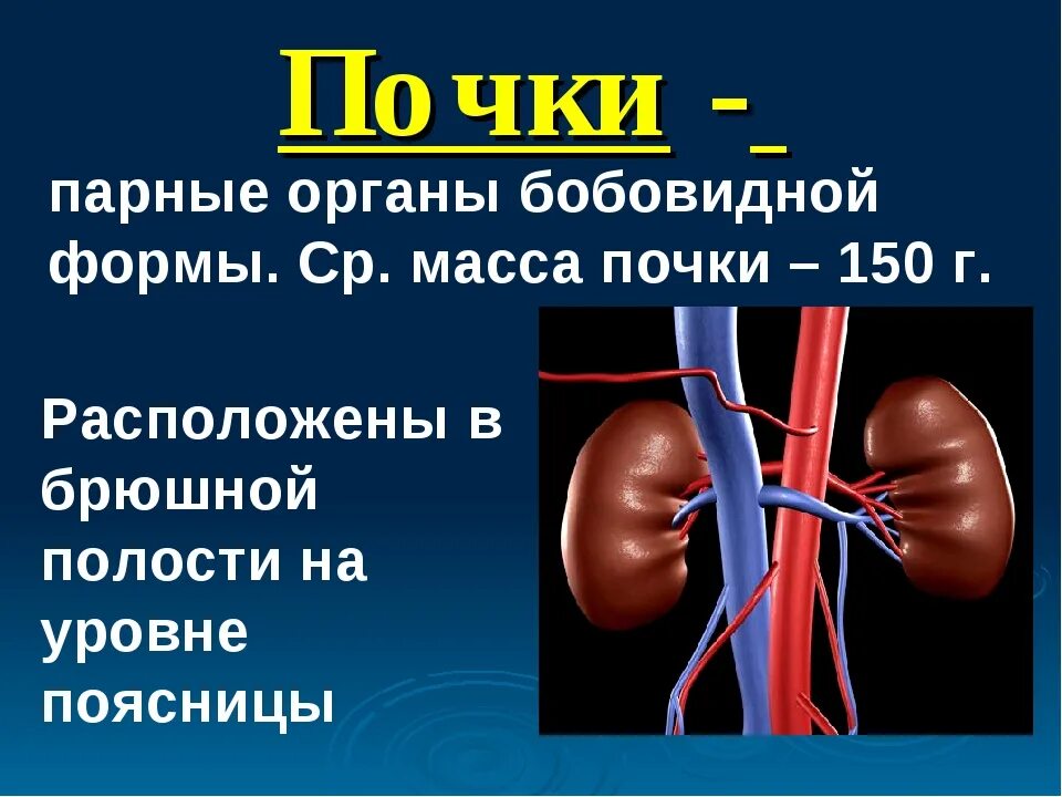 Биология 9 класс органы выделения. Презентация на тему почки. Почки парные органы бобовидной формы расположены. Бобовидная форма почки.