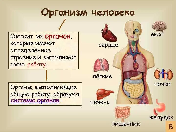 Роль органов человека. Из чего состоит организм человека 3 класс окружающий мир. Организм человека система органов 3 класс. Человеческий организм состоит из. BP xtuj cjcnjbn органим человека.