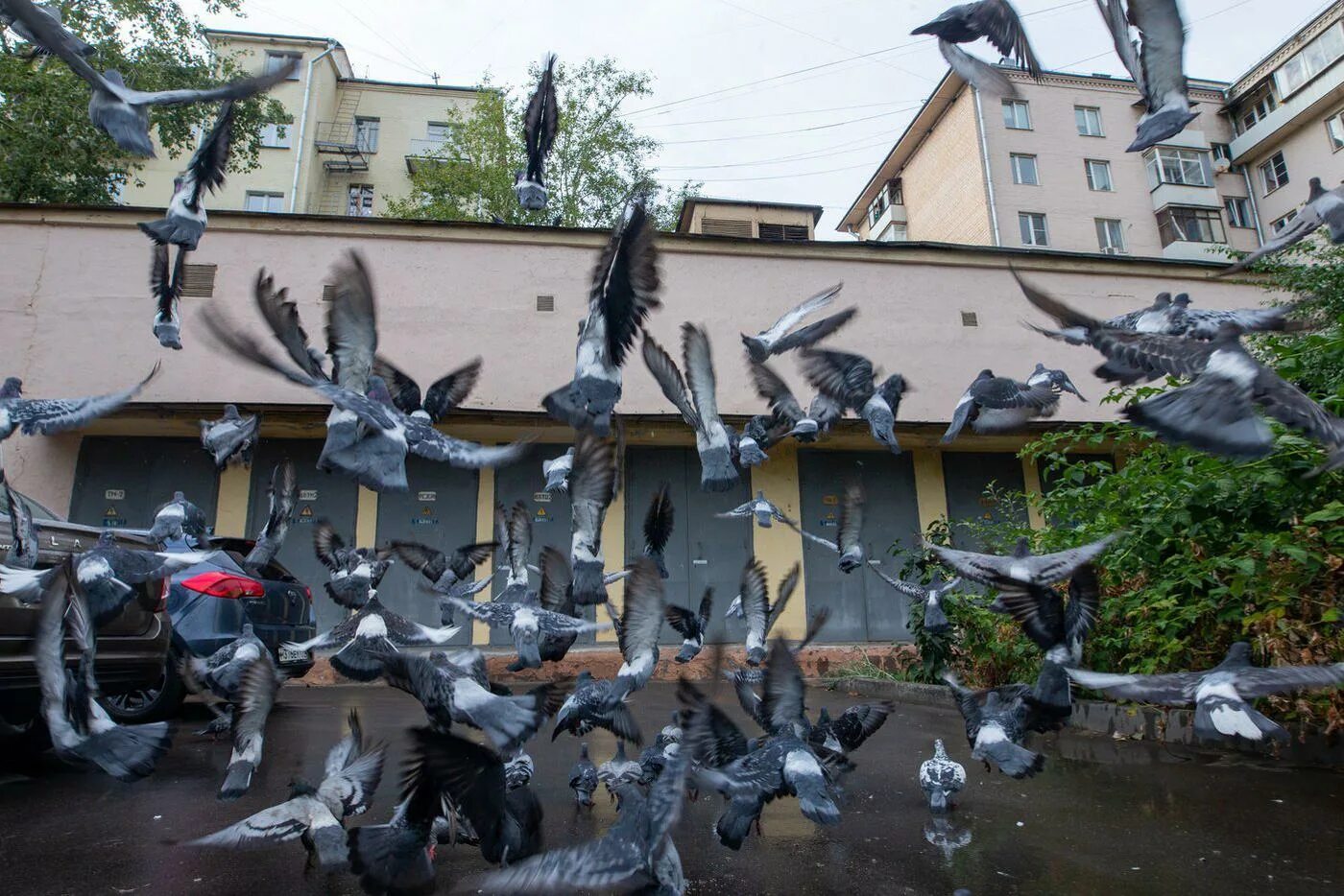 Голуби на крыше примета. Московский голубь. Голуби в Москве. Голуби во дворе. Голубятня на 100 голубей.