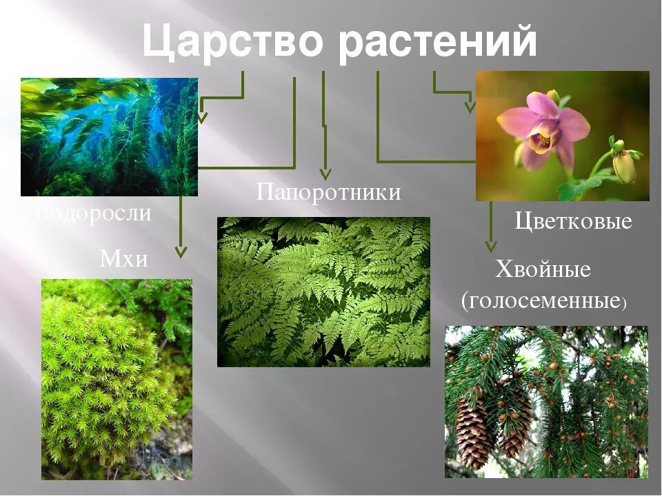 Приведите по три примера растений папоротники. Царство растений. Царство растений цветковые растения. Водоросли мхи папоротники Голосеменные Покрытосеменные. Царство растений Голосеменные.