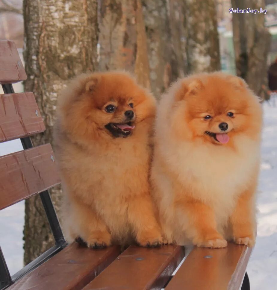 надежда рассолько минск питомник. презентация помёта шпиц. питомник солар. питомник солар. стойка шпица на выставке.